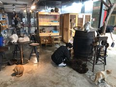 大堂-more than meow吴止猫主题餐厅(承德 中船汇店)