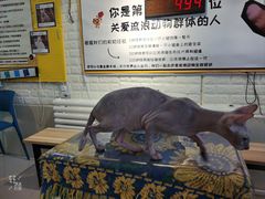 -平行世界·猫咖(首经贸店)