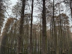 -渌洋湖湿地公园
