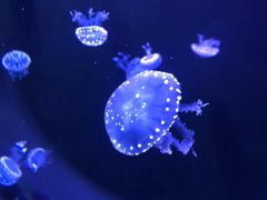 -成都浩海立方海洋公园