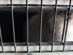 -瑞派长江宠物医院·猫科·外科·24小时夜护(谊城公寓分院)