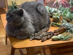 -Rabbit Cafe私房西餐甜点咖啡(栖霞路店)