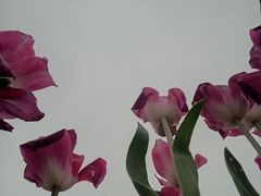 -厦门园林博览苑