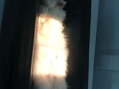 -可蒙动物医院·猫科·骨科中心(首义路店)