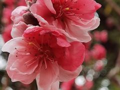-桃花涧