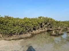 -北海金海湾红树林生态旅游区