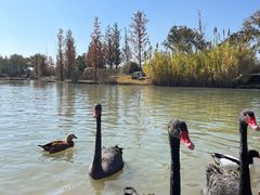 -祥源·阜阳生态乐园