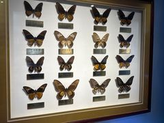 -上海昆虫博物馆