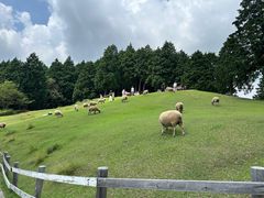 -神户市立六甲山牧场