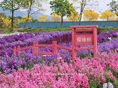-天适樱花悠乐园