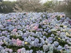 -苏州上方山国家森林公园