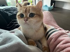 -唐小姐の猫狗洗护·购宠旗舰店(周浦万达店)