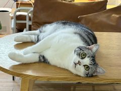 -李小姐の猫咖啡馆(五角场店)
