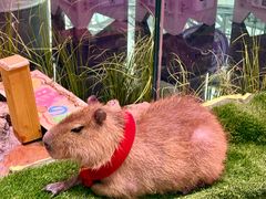 -正佳雨林生态植物园