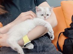 -lincat·猫舍(广州店)