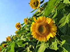 -艾溪湖湿地公园