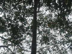 -海南槟榔谷黎苗文化旅游区