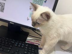 -艾贝尔宠物医院·24H转诊中心·肿瘤猫专科(江宁双龙店)