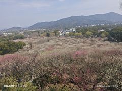 -香雪海