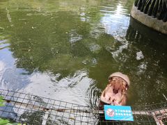 -深圳野生动物园