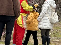 -香雪海