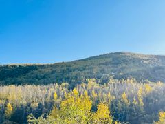 -乌兰布统景区-白桦林