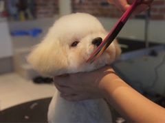 -Oh My Dog宠物沙龙(伊珊娜皮毛护理店)