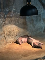 -Zoolung Zoolung动物主题公园(海信广场店)