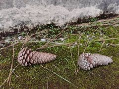 -海南热带雨林国家公园吊罗山景区