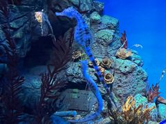 -上海海洋水族馆