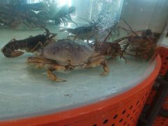 -万龙洲海鲜(大兴绿地缤纷城店)