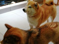 -柴务处·柴犬主题狗咖