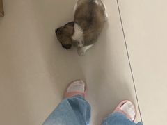 -艾贝尔宠物医院 ·内科全科(梁溪路店)