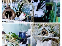 -平行世界·猫咖(首经贸店)