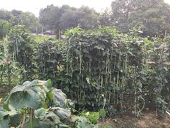 -天目湖刘老四农庄