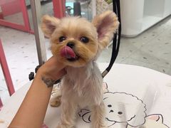 -FAELING PETS美天灵宠物(合生汇店)