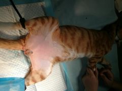 -创凡宠物医院·骨专科  猫科中心(西乡分院)