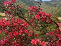 -木兰云雾山