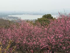 -香雪海