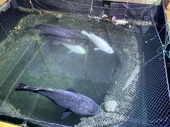 -蓝湾碧波·老字号·疍家非遗海上餐厅