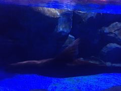 -芜湖新华联大白鲸海洋公园