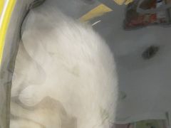 -艾贝尔宠物医院 ·中兽医·宠保定点(北门桥店)