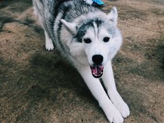 -TrueLove @ Neverland (Husky Cafe)