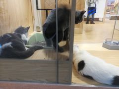 -屋虎猫馆(宝安大仟里店)
