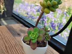 -北马山庄植趣咖啡