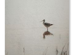 -大港湿地公园