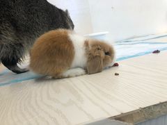 -浣熊柯尔鸭土拨鼠·电玩咖