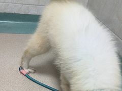 -动物缘宠物医院·骨科·猫科(西二环店)