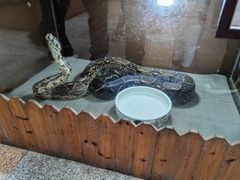 -上海大自然野生昆虫馆(东方明珠·爬宠昆虫探索中心)