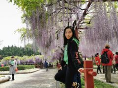 -嘉定紫藤园
